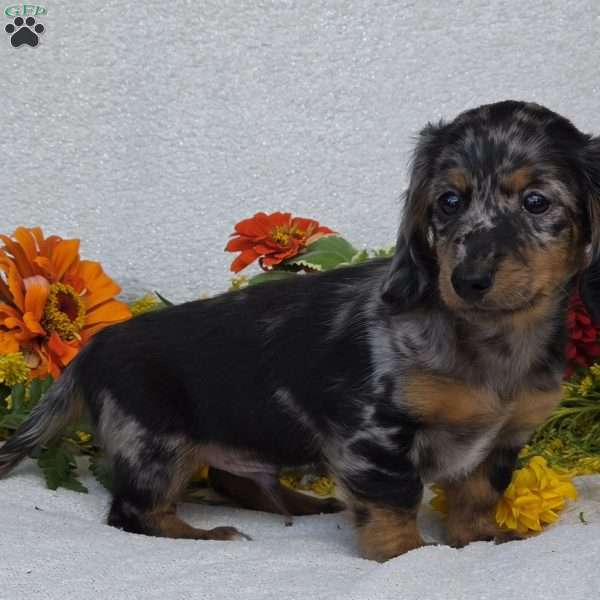 Keller, Dachshund Puppy