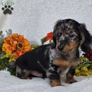 Keller, Dachshund Puppy