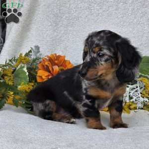 Keller, Dachshund Puppy