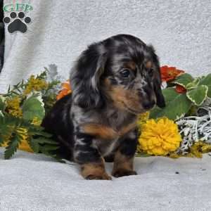 Keller, Dachshund Puppy