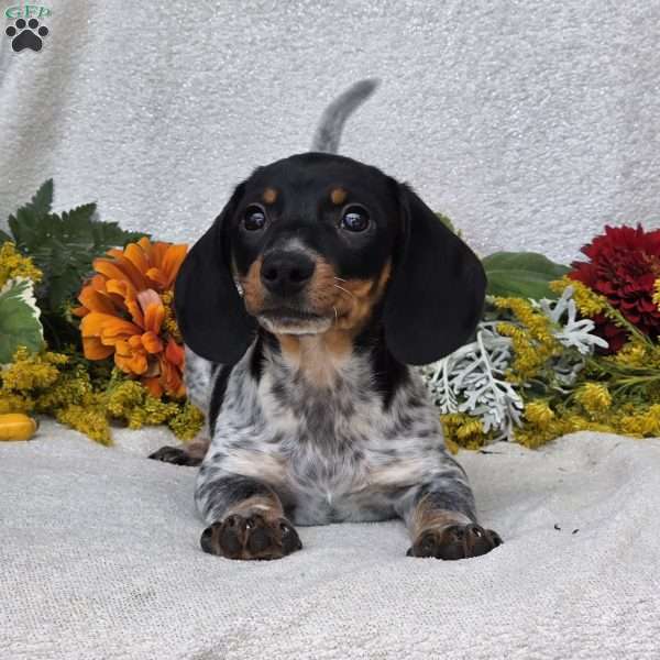Jaxon, Dachshund Puppy