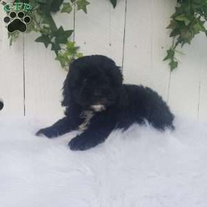 Sophie, Cavapoo Puppy