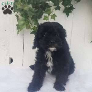 Sophie, Cavapoo Puppy