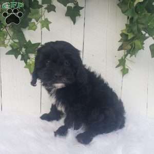 Sophie, Cavapoo Puppy