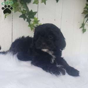 Sophie, Cavapoo Puppy