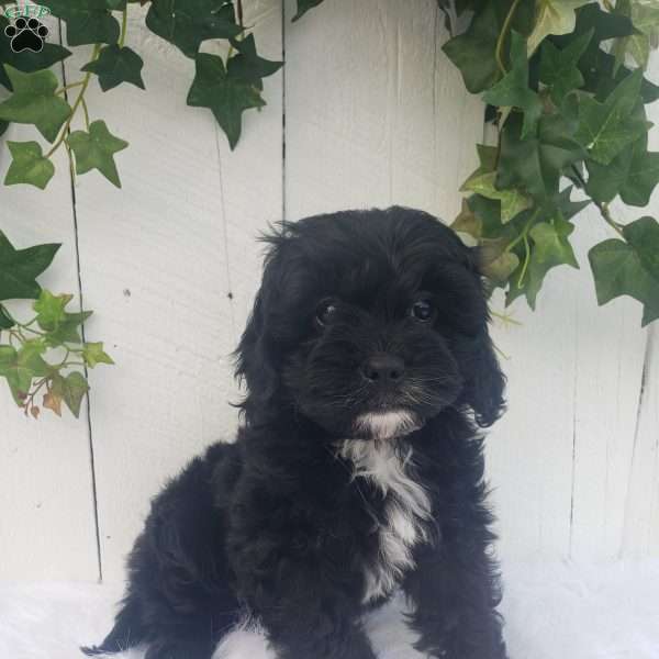 Sophie, Cavapoo Puppy
