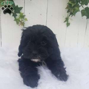 Sophie, Cavapoo Puppy