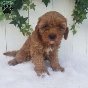 Ollie, Cavapoo Puppy