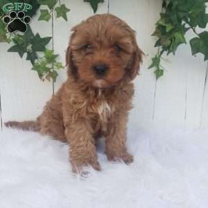Ollie, Cavapoo Puppy