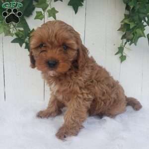 Ollie, Cavapoo Puppy