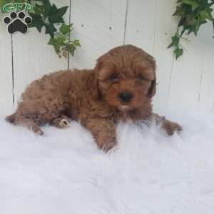 Ollie, Cavapoo Puppy