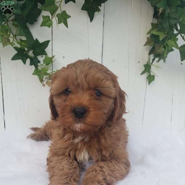 Ollie, Cavapoo Puppy