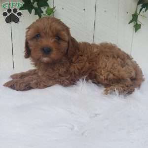 Ollie, Cavapoo Puppy