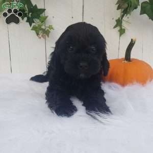 Rose, Cavapoo Puppy