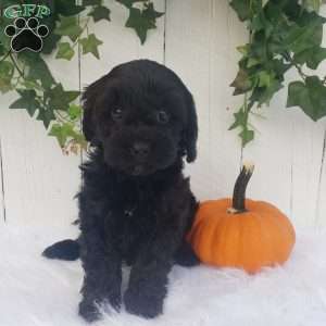 Rose, Cavapoo Puppy