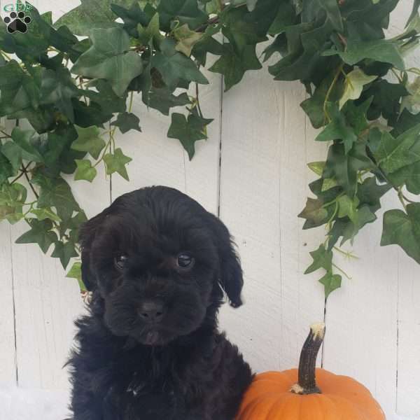 Rose, Cavapoo Puppy