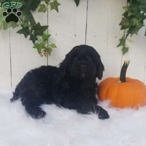 Rose, Cavapoo Puppy