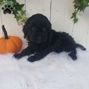 Rose, Cavapoo Puppy