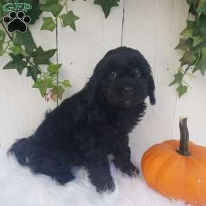 Rose, Cavapoo Puppy