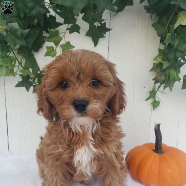 Abby, Cavapoo Puppy