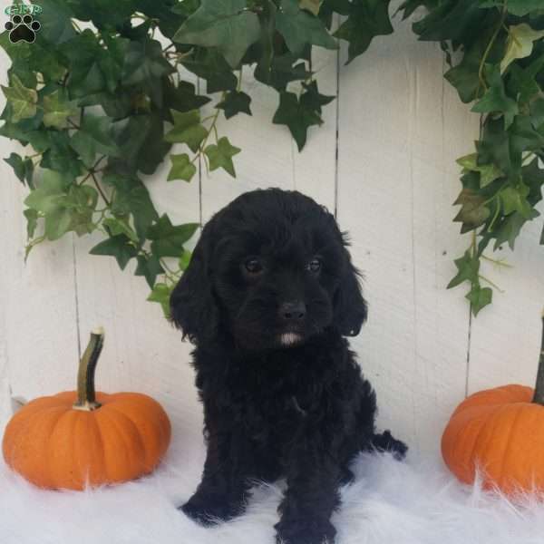 Lexi, Cavapoo Puppy