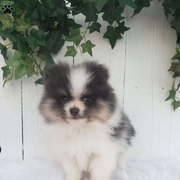 Leo, Pomeranian Puppy