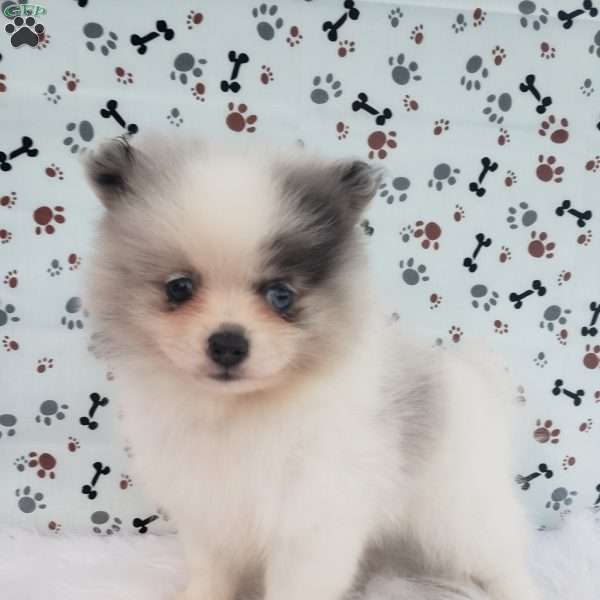 Sage, Pomeranian Puppy