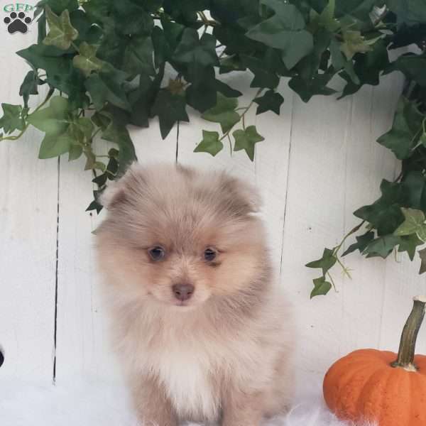 Willa, Pomeranian Puppy