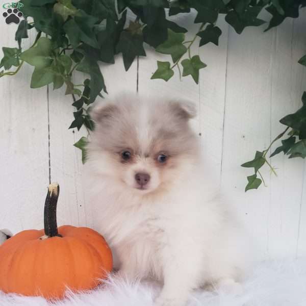 Callie, Pomeranian Puppy