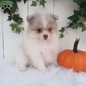 Callie, Pomeranian Puppy