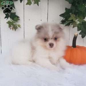 Callie, Pomeranian Puppy