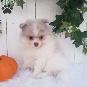 Callie, Pomeranian Puppy