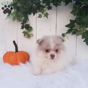 Callie, Pomeranian Puppy
