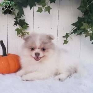 Callie, Pomeranian Puppy