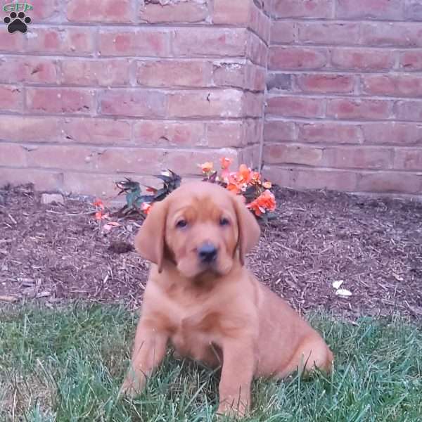 Samson, Fox Red Labrador Retriever Puppy