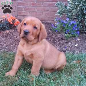Samson, Fox Red Labrador Retriever Puppy