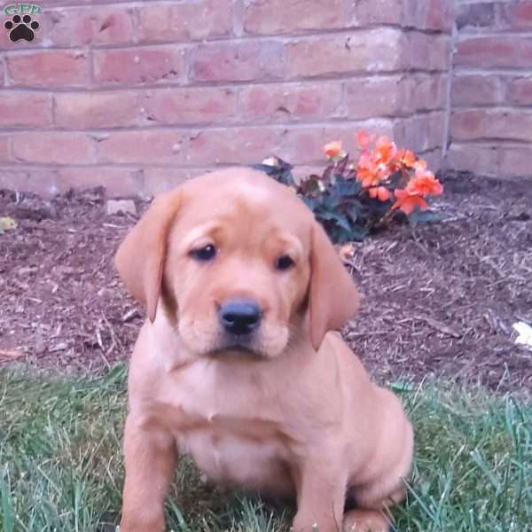 Sid, Fox Red Labrador Retriever Puppy