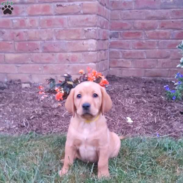 Selena, Fox Red Labrador Retriever Puppy