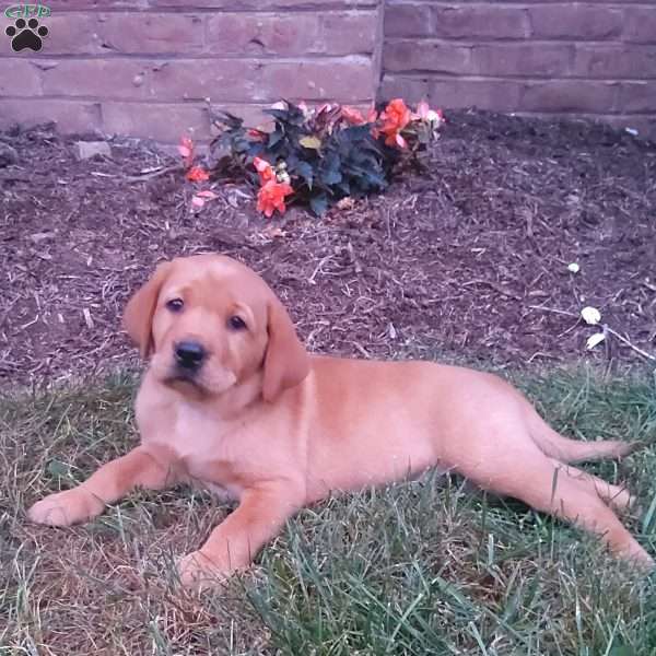 Shakira, Fox Red Labrador Retriever Puppy