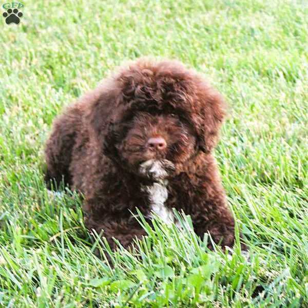 Abby, Portuguese Water Dog Puppy
