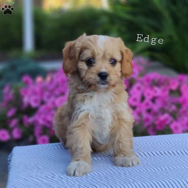 Edge, Cavapoo Puppy