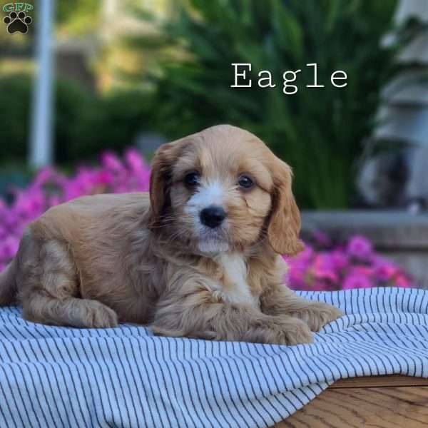 Eagle, Cavapoo Puppy