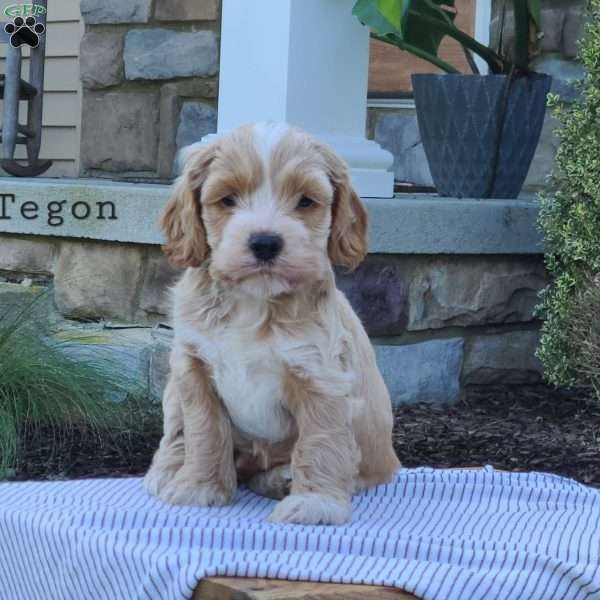 Tegon, Cockapoo Puppy