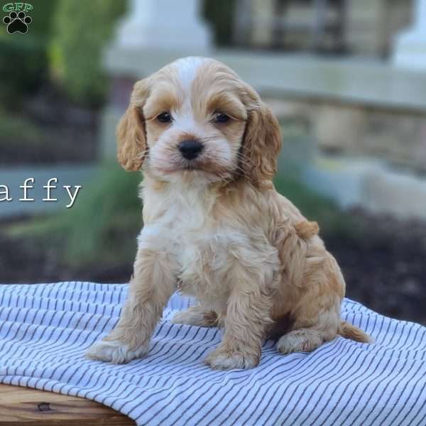 Taffy, Cockapoo Puppy