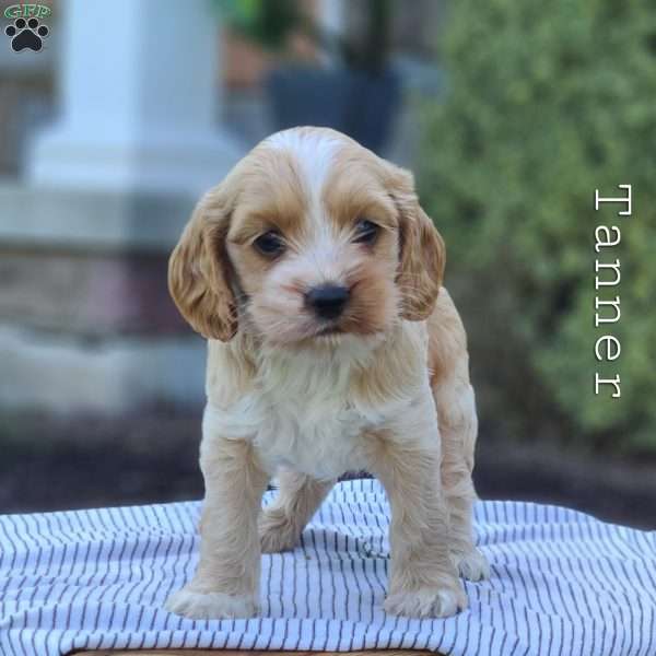 Tanner, Cockapoo Puppy
