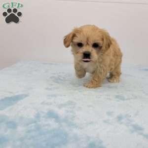 Simon, Shih-Poo Puppy