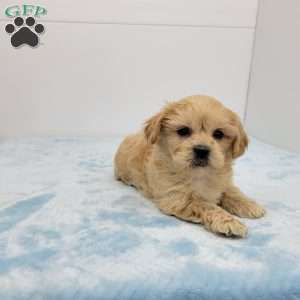 Simon, Shih-Poo Puppy