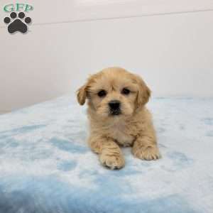 Simon, Shih-Poo Puppy