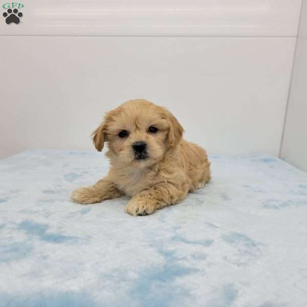 Simon, Shih-Poo Puppy