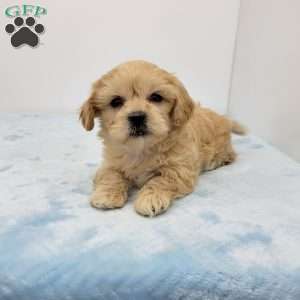 Simon, Shih-Poo Puppy